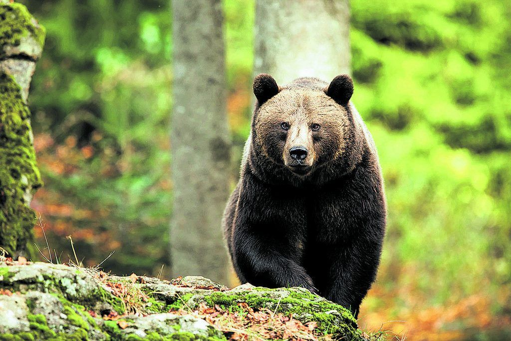 Luchs &#038; Co. in der inatura