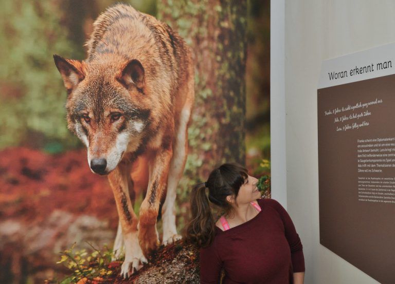 Auf leisen Pfoten kehren, leider nicht ohne Hindernisse und Probleme, Luchs, Wolf, Bär, aber auch die Wildkatze in den Alpenraum zurück.inatura