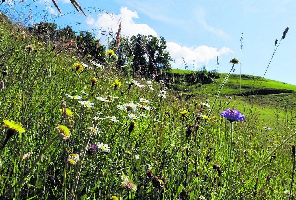 Schon 25 Gemeinden ohne Glyphosat