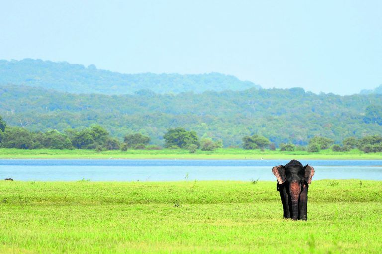 Bei Untersuchungen in Uganda haben Wissenschaftler festgestellt, dass auch die Fußabdrücke der Elefanten neue Lebensräume schaffen.