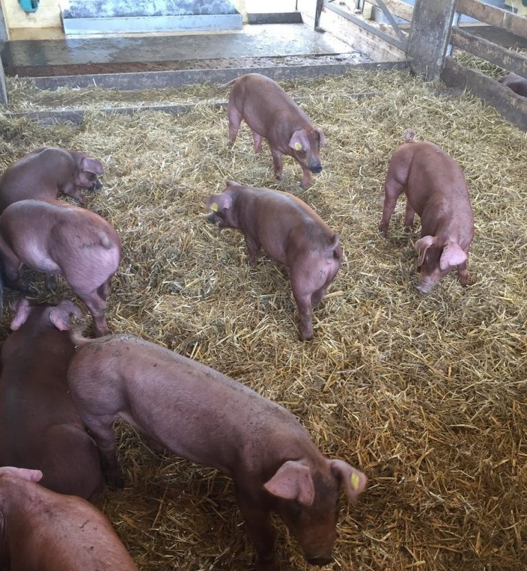 Bernd Hörfarter
            Beruflicher Umgang. Nicht nur Duroc-Ferkel sind im Schweineparadies Flötzerhof glücklich, auch die Ziegenherde fühlt sich wohl.