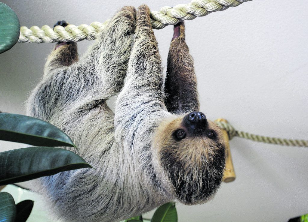 Exotisches für den heimischen Garten