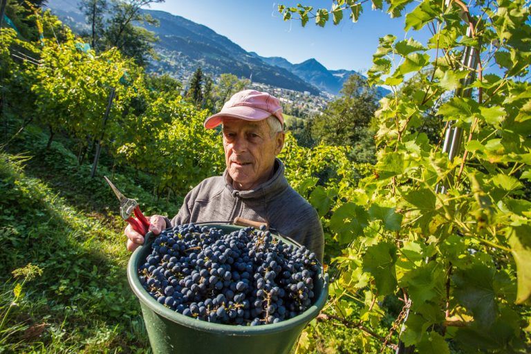 Das Hanggrundstück in Bildstein erwies sich für den Anbau als nahezu ideal. Die Reben haben von morgens bis abends Sonne.  