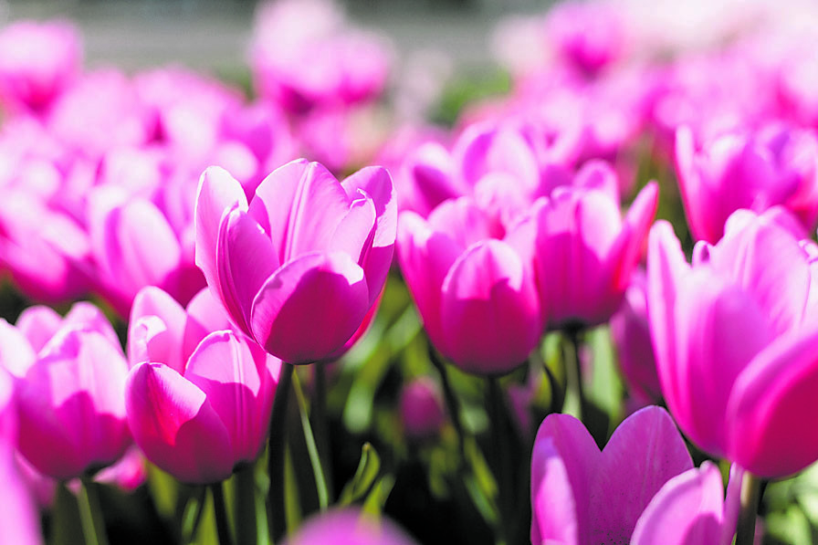 Schnittblumen sorgen für Frühlingsstimmung