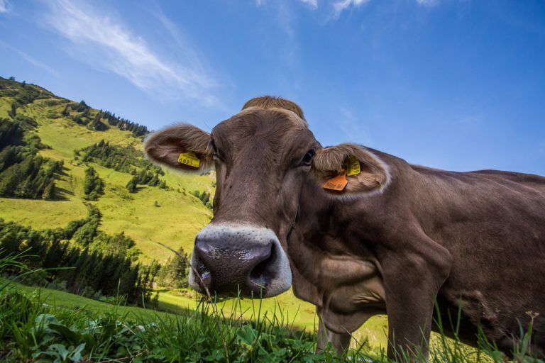 Der Alpwirtschaftsverein würde sich noch mehr Tiere auf den heimischen Alpen wünschen. Das Nahrungsangebot wächst.VN-Steurer