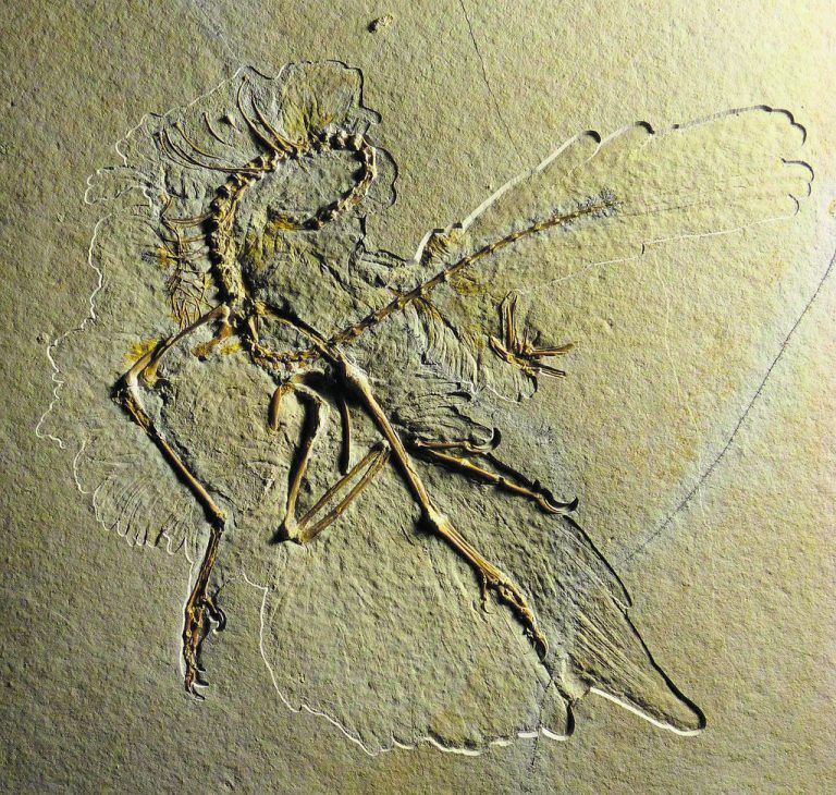 Der Archaeopteryx lebte vor etwa 150 Millionen Jahren. APA
