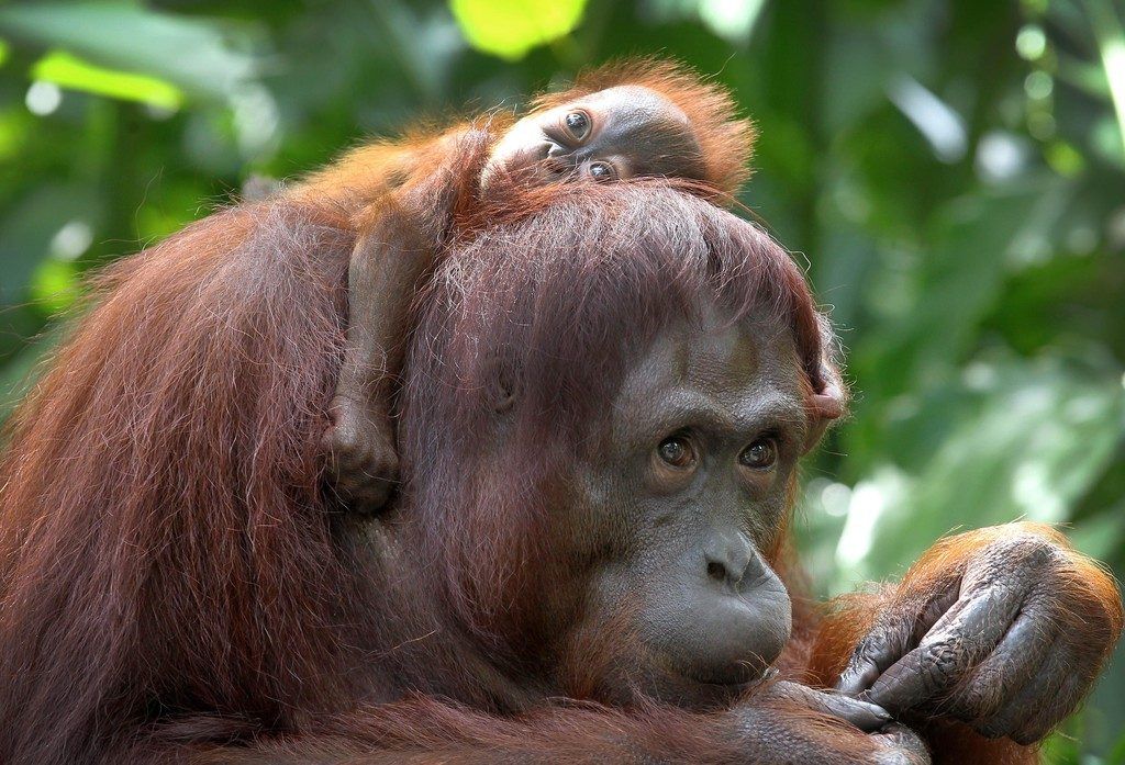 Orang-Utan-Mix mit fatalen Folgen für Tiere