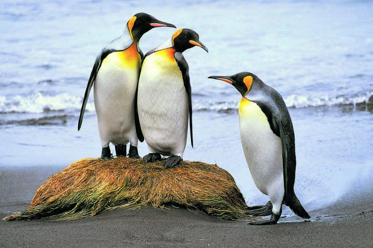 Der Königspinguin ist nach dem Kaiserpinguin die größte Pinguinart. APA/ Cristofari 