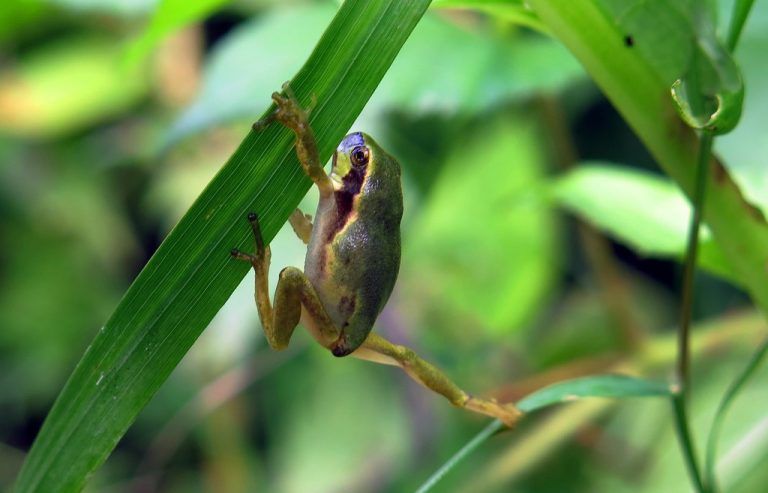 Der Laubfrosch zählt zu den gefährdeten Amphibienarten in Vorarlberg. Er wurde auf die Rote Liste gesetzt.FOTO: REUTERS