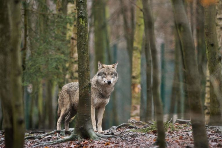 Der Wolf macht sich auch in mitteleuropäischen Ländern breit und sorgt für viele Diskussionen.dpa