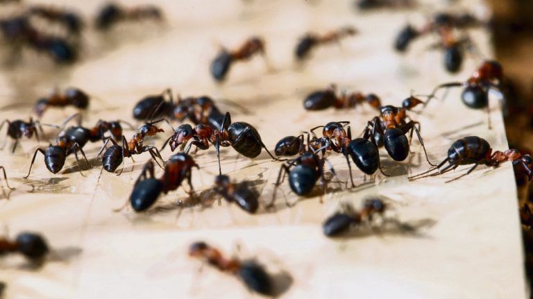 Die Ameisen auf den Fidschi-Inseln haben eine besondere Symbiose-Form entwickelt. Foto: APA