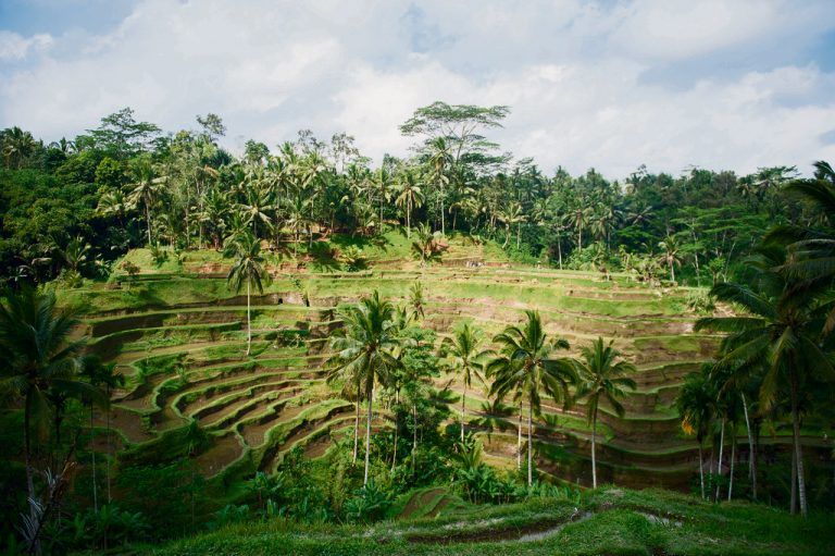 Die Reisterrassen rund um Ubud sind wunderschön angelegt.