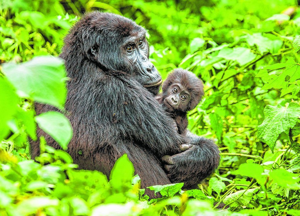 Strenge Auflagen, um die Gorillas zu schützen
