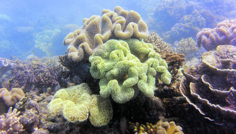 Die Unesco hatte das Great Barrier Reef 1981 zum Weltnaturerbe erklärt. APA