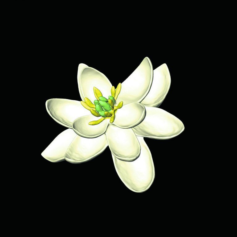 Die Ur-Blüte war zweigeschlechtlich und hatte eine Blütenhülle von in Dreierkreisen angeordneten Organen. AP