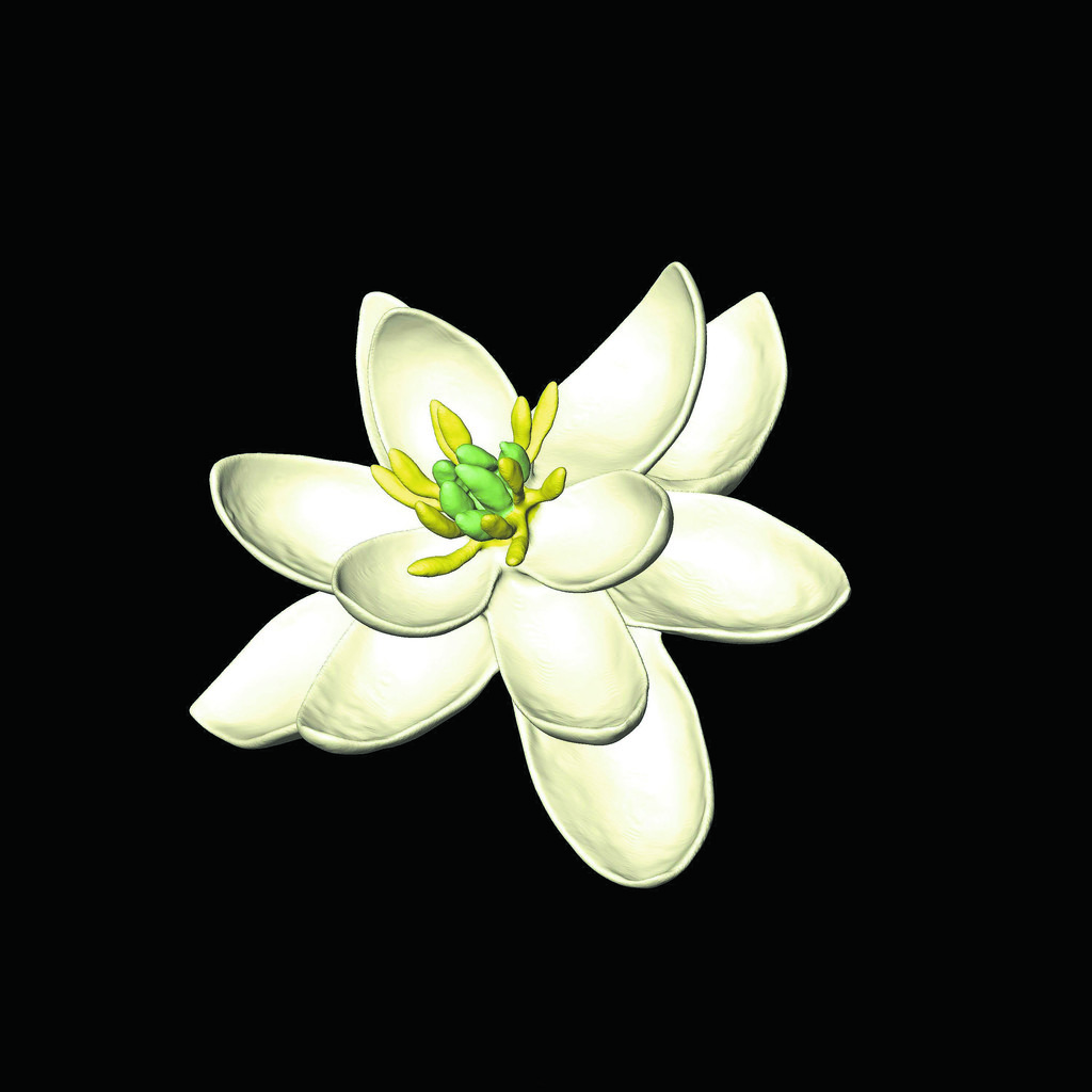 Ur-Blüte: Botanisches Langzeit-Rätsel gelöst
