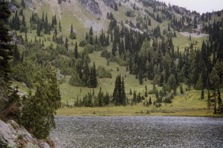 Die USA erwägen, den Baum auf die Liste der bedrohten oder gefährdeten Spezies zu setzen. Foto: AP