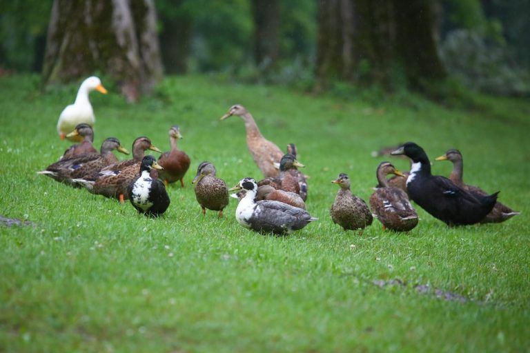 Diese Entengruppe vergnügt sich im Uferbereich des Alten Rheins. Mit allem, was dazu gehört. Fotos: VN/HOfmeister
