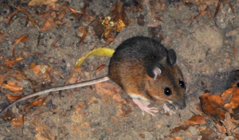 Diese Rötelmaus lief dem Fotografen oberhalb der Landesbibliothek in Bregenz vor die Linse, ließ sich aber in keiner Weise stören.  