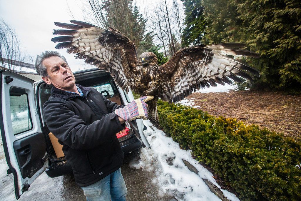 Bussarde, Habichte, Rote Milane und andere Vögel sind derzeit akut vom Tod bedroht.