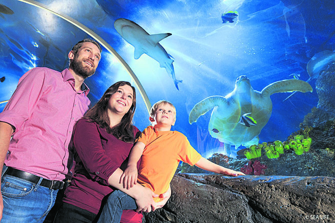 Im Sea life in konstanz abtauchen und dort mee(h)r erleben
            Eine abenteuerliche Expedition in die Tiefen des Meeres verspricht ein Ausflug ins Sea Life in Konstanz. Rund 3000 Süß- und Salzwasserfische in mehr als 30 naturgetreu gestalteten Becken warten auf große und kleine Besucher. Durch den gläsernen Tunnel erlebt man die imposanten Grünen Meeresschildkröten sowie die majestätischen Haie hautnah. Zu den absoluten Besucherlieblingen gehören die zehn drolligen Eselspinguine.