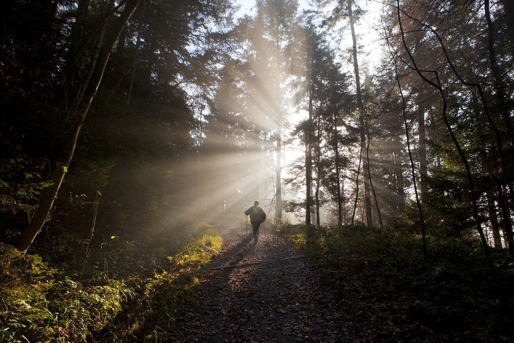 Geplante Zentralisierung der Forst- und Jagdverwaltung löst Unbehagen aus.