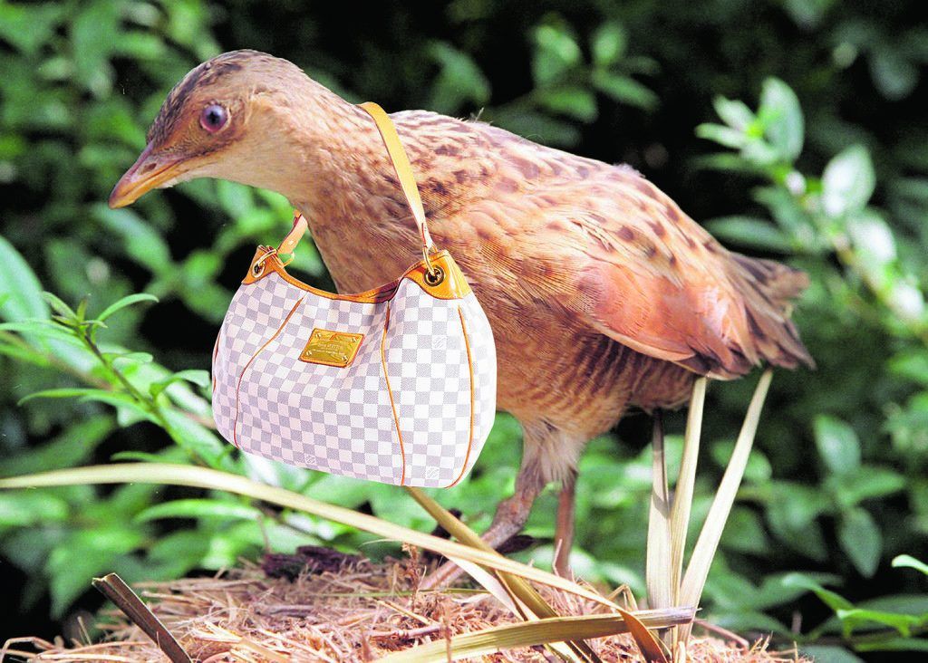 Der Wachtelkönig auf dem Seestadt-Areal stürzt Louis Vuitton ins Verderben. »4