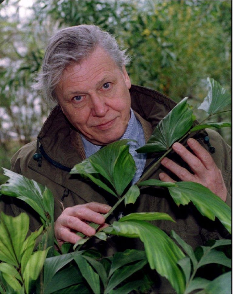 Eine Schnecke wird nach David Attenborough benannt.  reuters