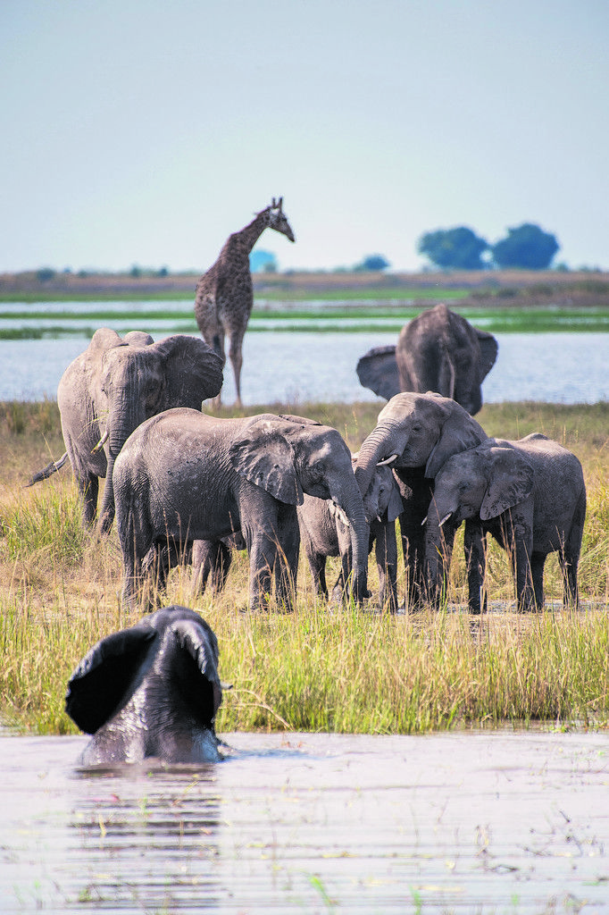 Elefanten nehmen ein ausgiebiges Bad im Chobe. Die Giraffen leisten ihnen dabei Gesellschaft. Beate rhomberg (5)