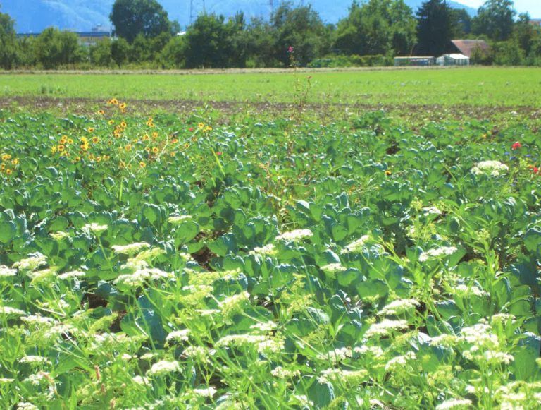 Familie Baumgartner: „Wollen im ökologischen Naturkreislauf die Voraussetzung für eine gesunde Erde schaffen mit vielfältigem Anbau von Früchten und Pflanzen, mit eigenem Dünger, Fruchtfolge, Nützlingen und Blühflächen.“