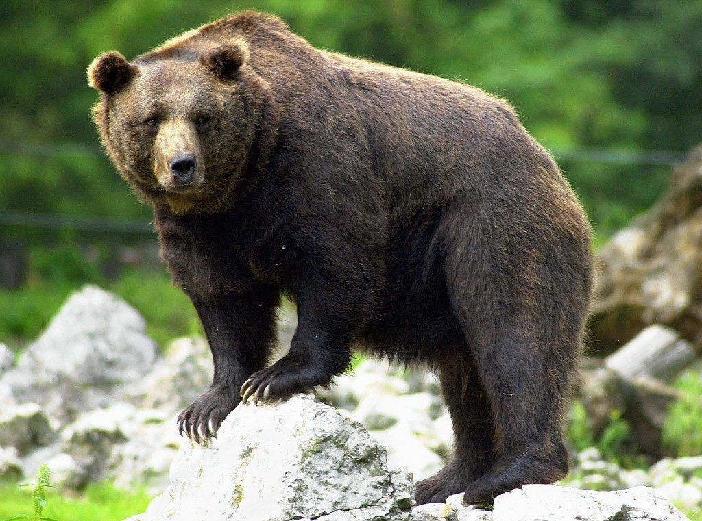 Ein Braunbär im Naherholungsgebiet bei Rankweil