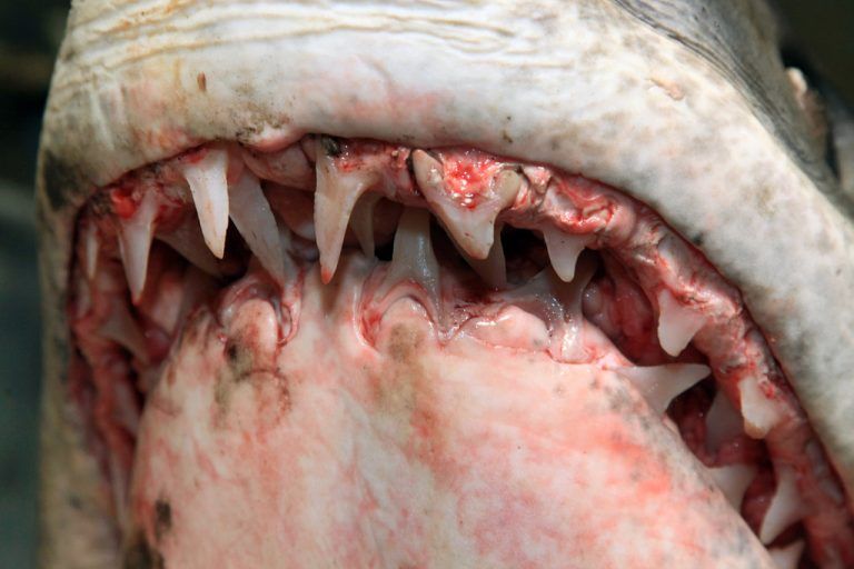 Der Haifisch hat nicht nur Zähne, die ihn schützen