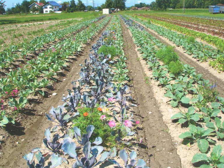 „Was wir essen, muss natürlich sein“