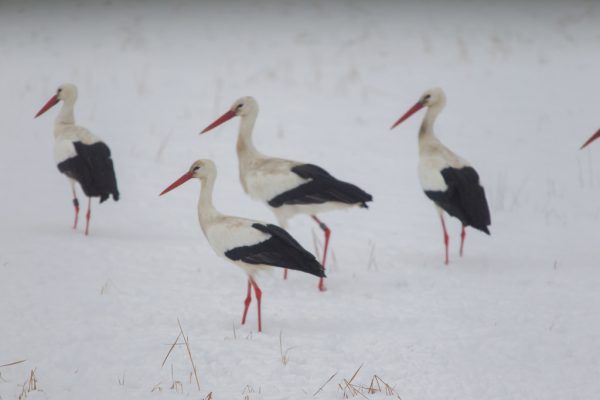 Wann Ziehen Die Störche In Den Süden www.vn.at