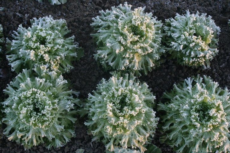 Winterernte im Gemüsegarten