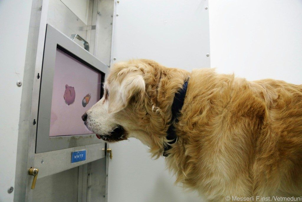 Alte Hunde spielen gern am Computer
