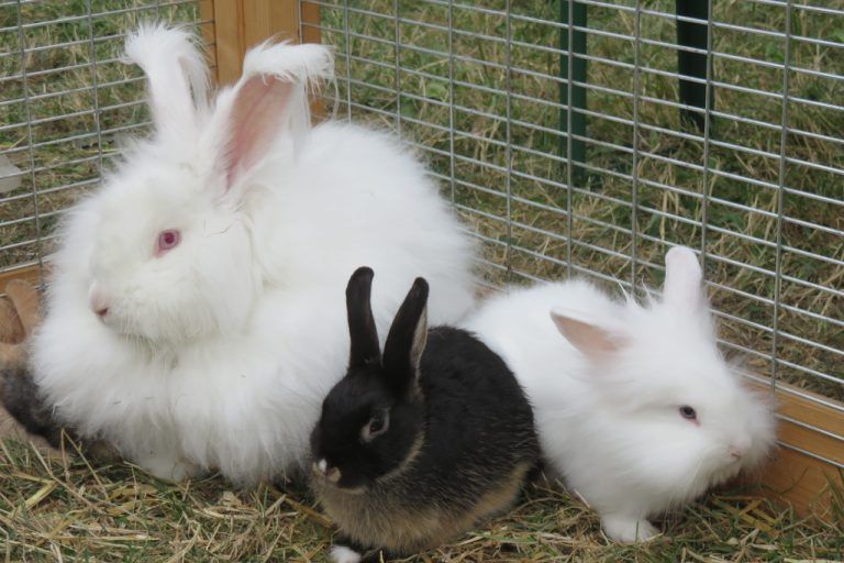 Freilandschau in Wolfurt