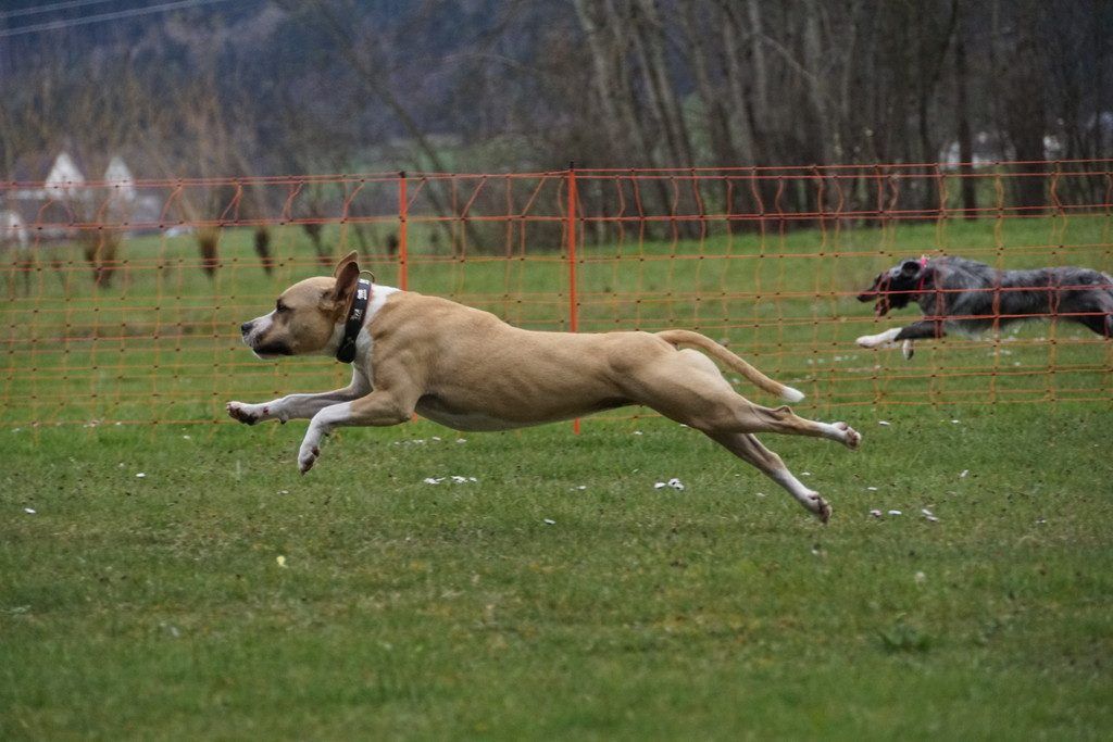20. Osterhunderennen