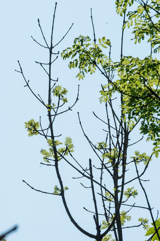 Einzelne Triebe der Eschen sterben einfach ab. <span class="copyright">VN</span>