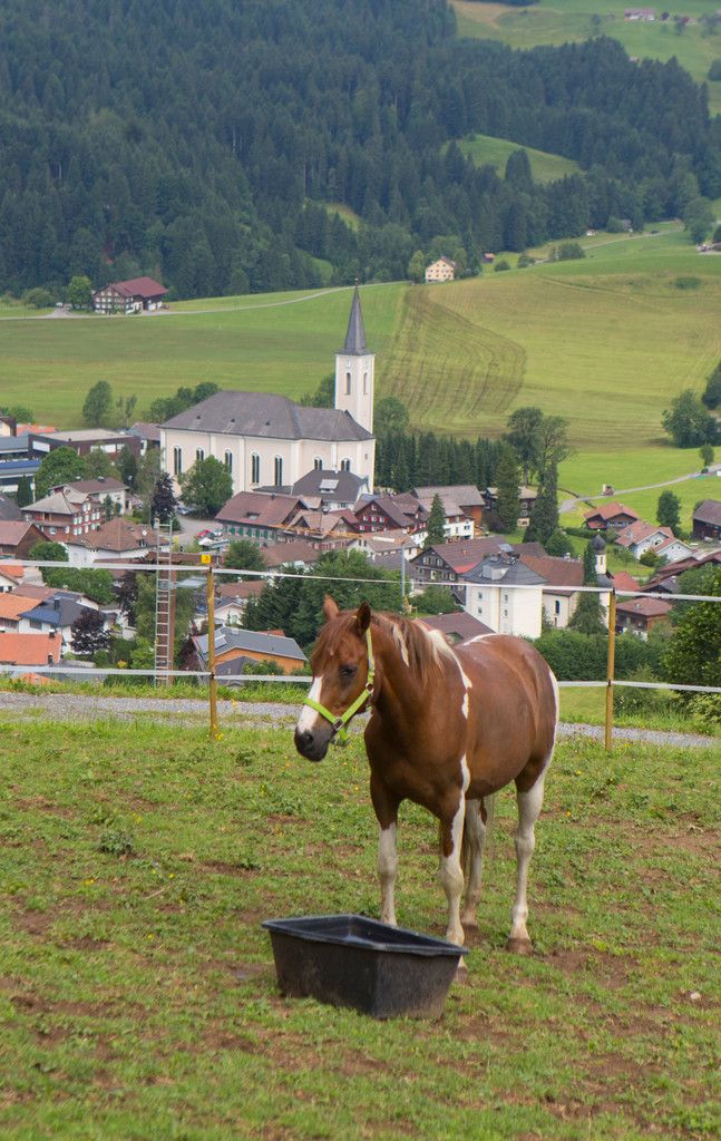 Ein Altersheim für Pferde