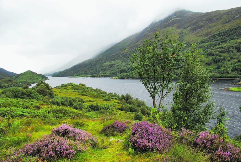 Blühende Heide und Wasser