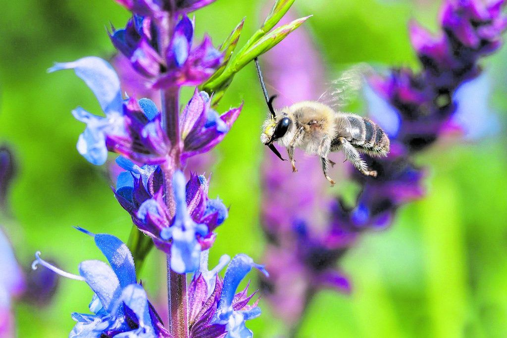 Seltene Wildbienenart