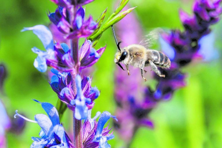 Seltene Wildbienenart