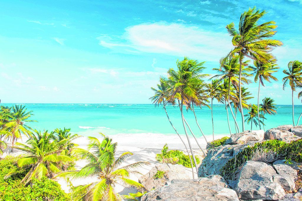 Fliegende Fische auf Barbados