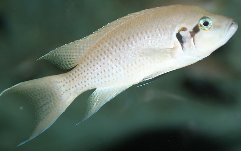 Fische bestrafen unehrliche Signale von Artgenossen