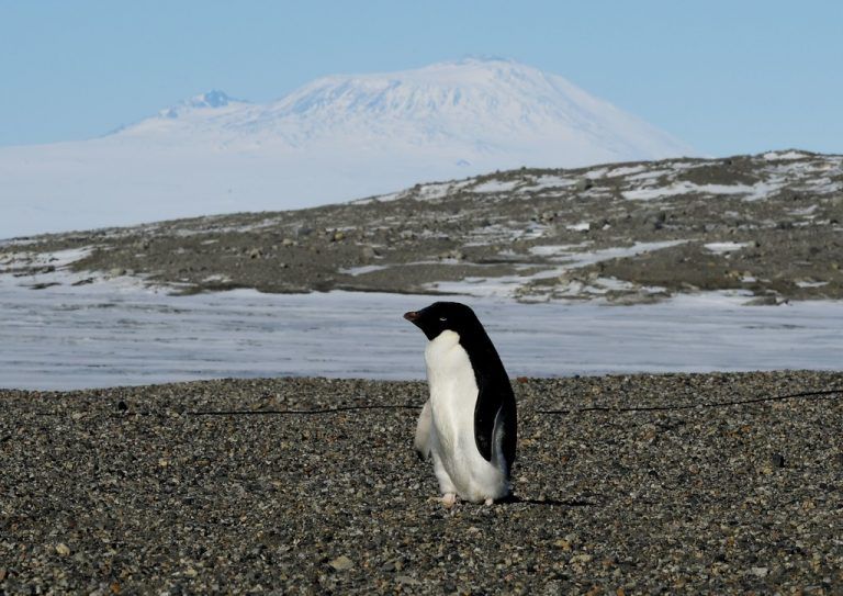 Forschern zufolge ziehen sich die Adeliepinguine weiter nach Süden zurück. Foto: AFP
