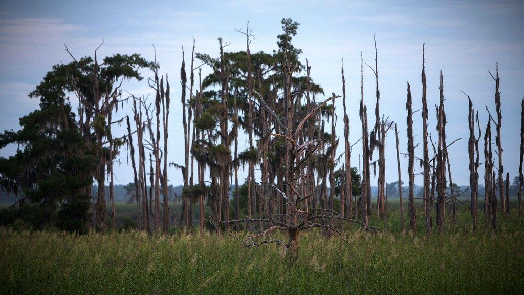 „Geisterwälder“ zeugen vom Klimawandel