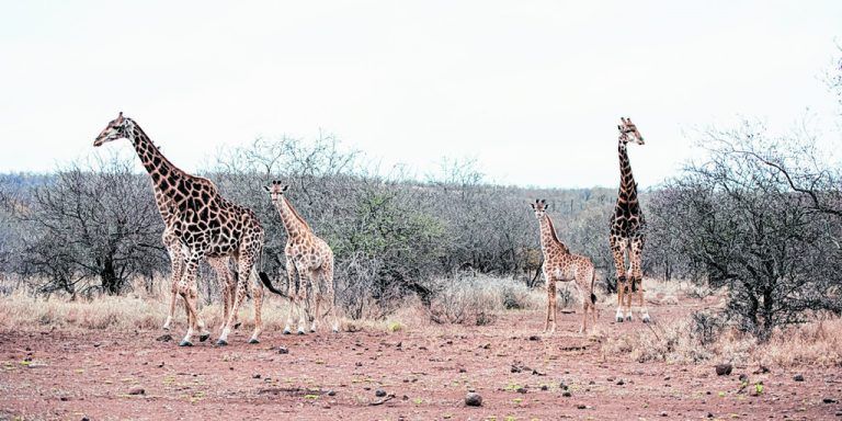 Gleich drei Nationalparks kann man in Tansania von der Drehscheibe Arusha aus besuchen. Foto: Rhomberg