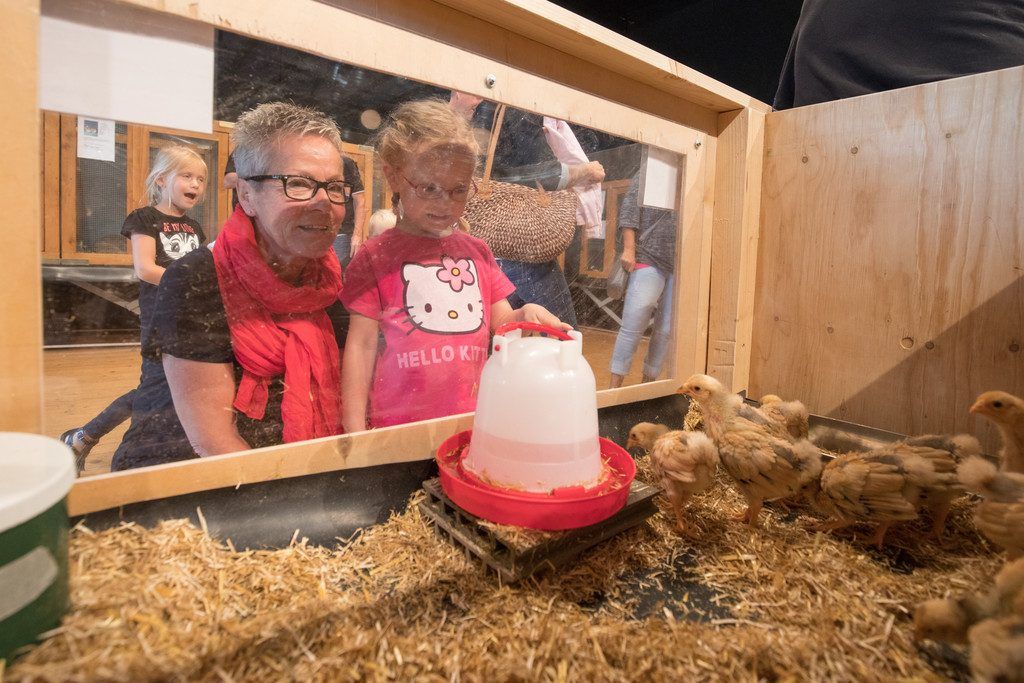 Wenn eine Kleintierausstellung stattfindet, ist das vor allem für Kinder ein besonderer Tag.