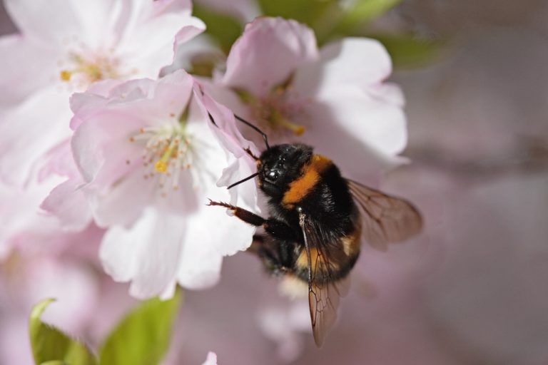 Hummeln haben einen feinen Geruchssinn.  Foto: dpa